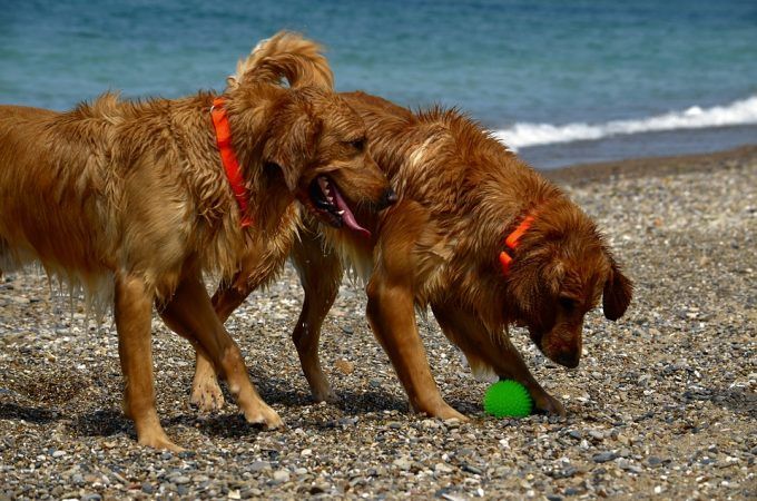dogs-1642389_960_720