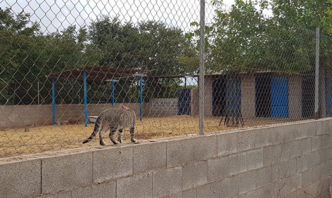 Refugio de animales