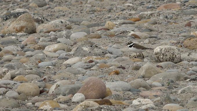 HD MUNTATGE CORRIOL MENUT.00_01_03_07.Imagen fija001 (1)