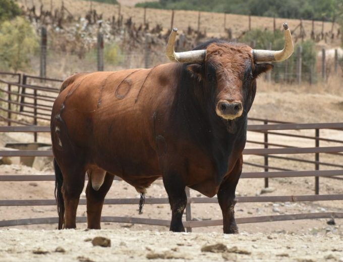 Un bou (arxiu)