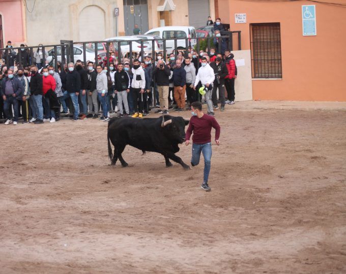 bou vila almenara toros bou vila almenara toros