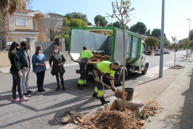 reposición arbolado benicassim