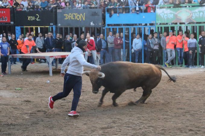 Bous toros l'alcora