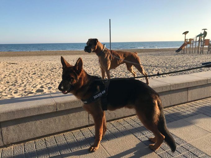perro playa benicassim perro playa benicassim