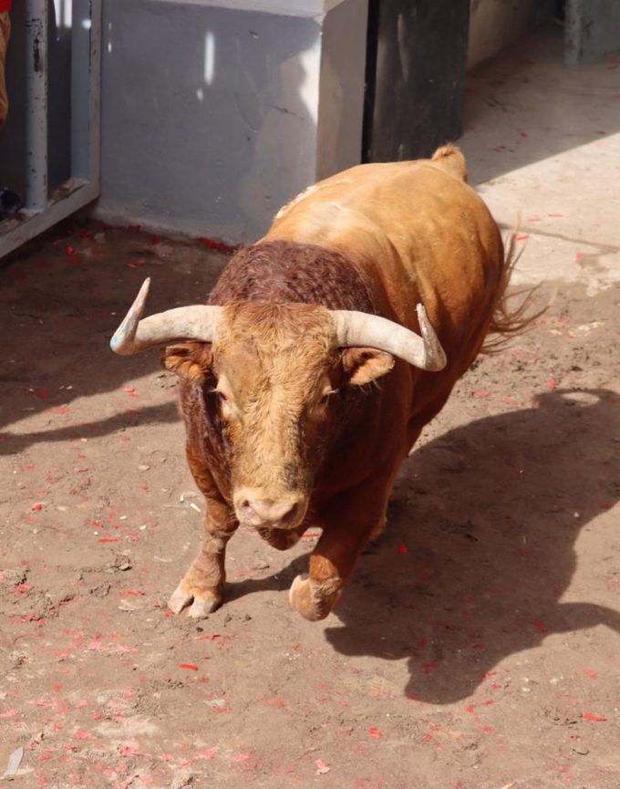 Toro Almassora Santa Quitèria 2022