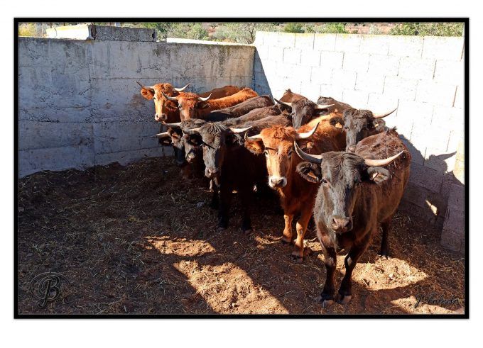 toros altura