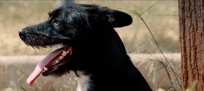 Onda bienestar animal mascotas