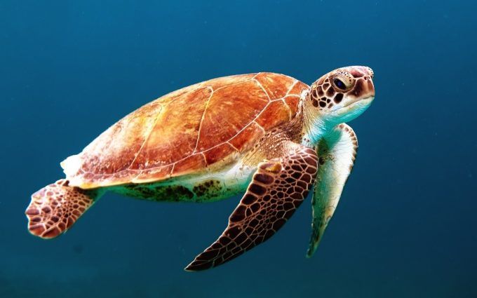 tortuga marina mediterraneo