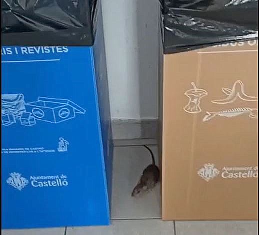 Rata comedor Policía Tetuán XIV Castellón CSIF