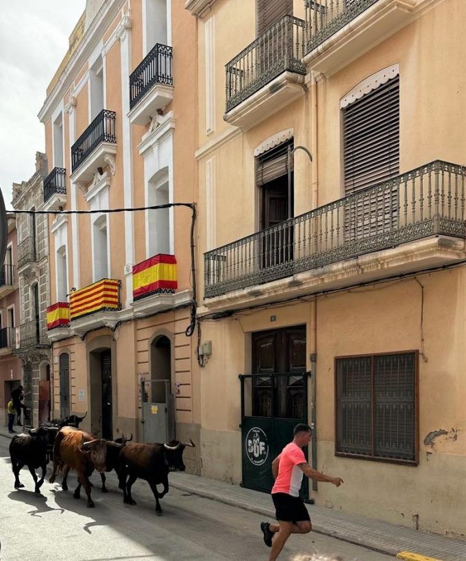 Almassora entrada vacas