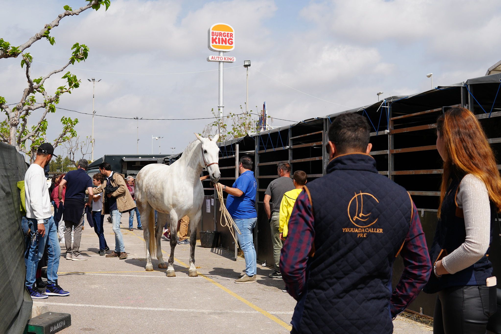 Concurs de Cavalls de Raça Espanyola a Vila-real