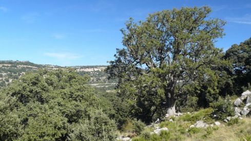 Barranc dels Horts Barranc dels Horts