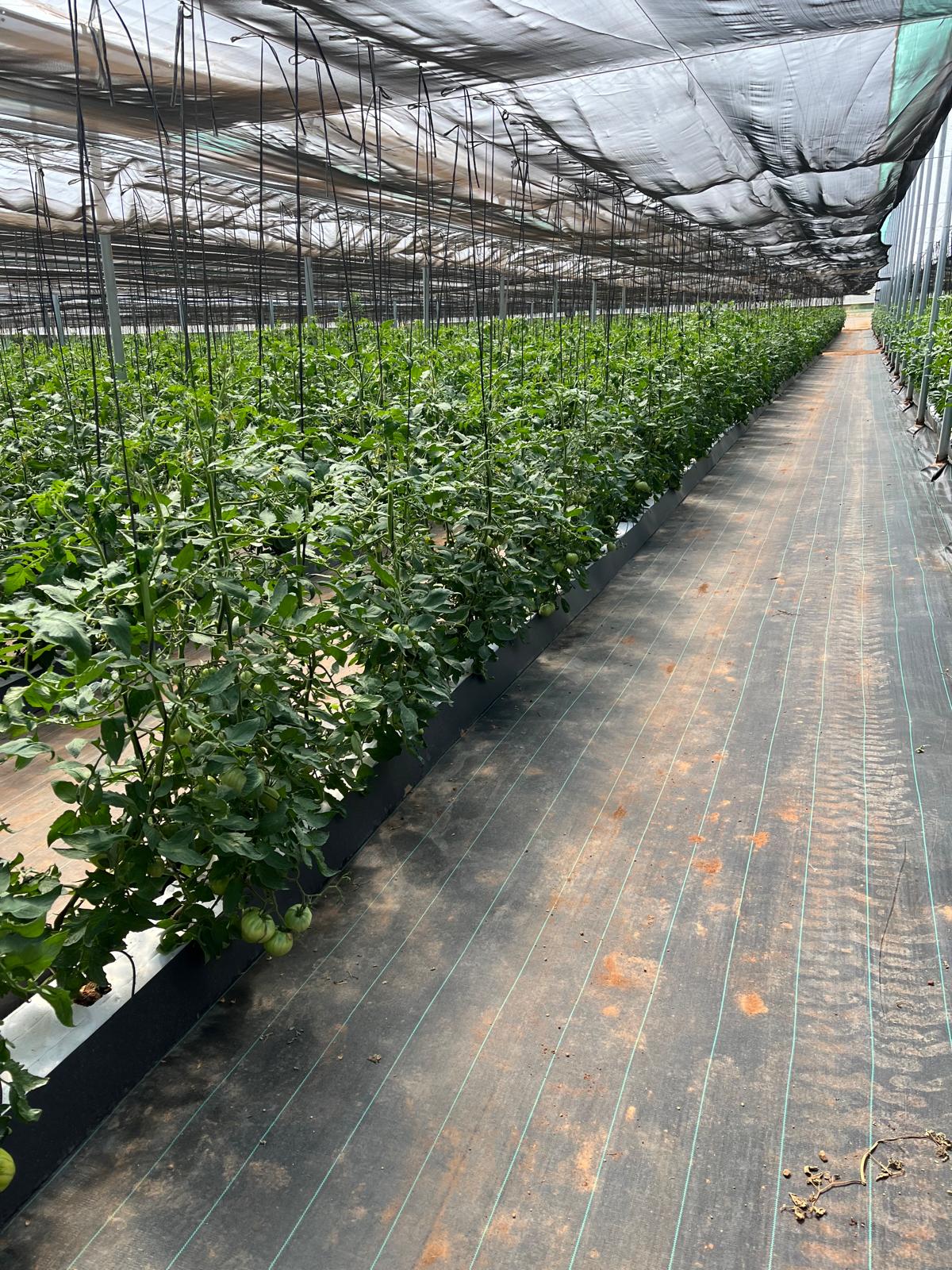 Tomates de Citruslandia, proveïdor de Mercadona de Castelló