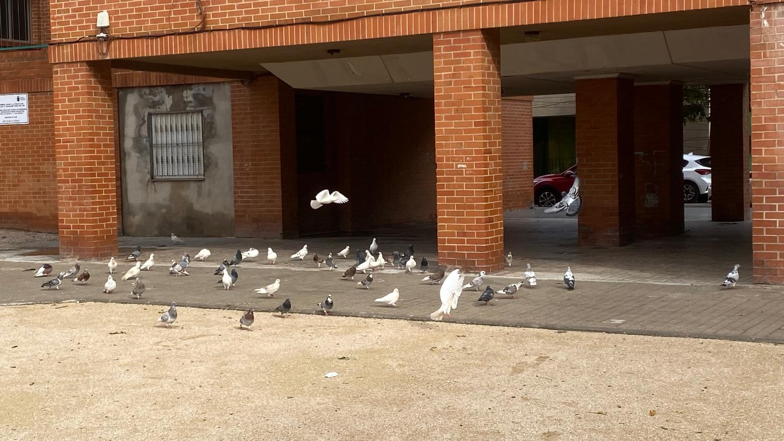 Plaga de coloms a Burriana