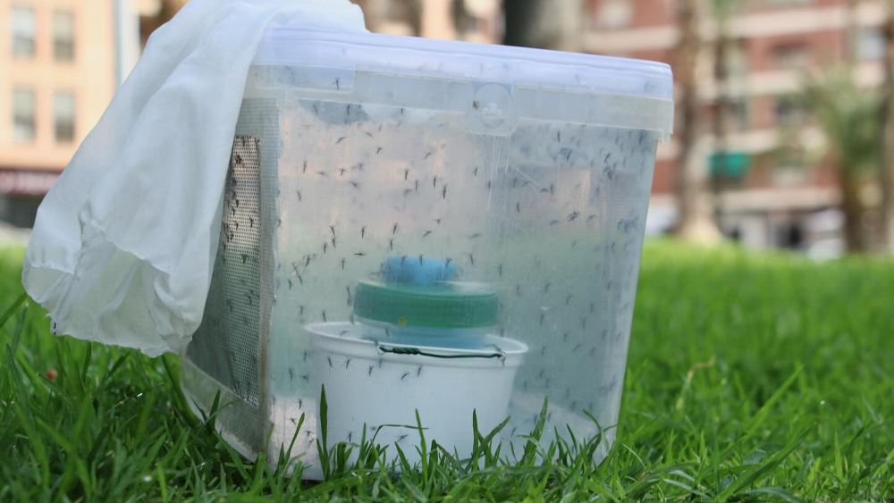 Mosquitos esterilizados en Castellón