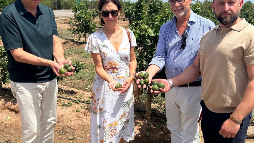 Burriana convocará al Consell Agrari tras decidir solicitar la zona catastrófica por el devastador granizo sufrido el pasado 12 de julio