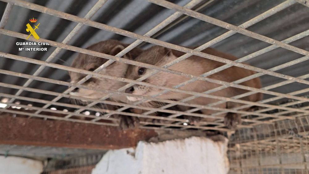 Nutrias en un zoo clandestino en Nules