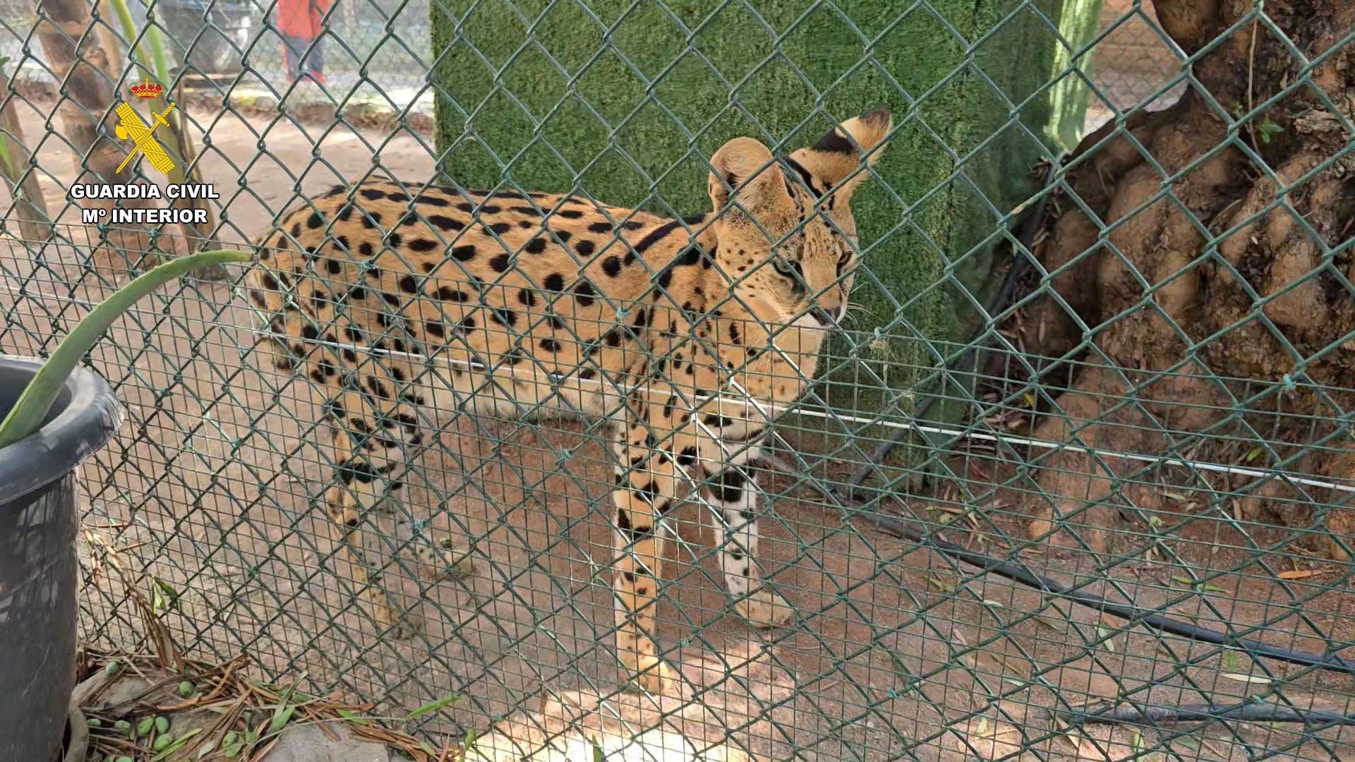 Un lleopard en el zoo clandestí de Nules