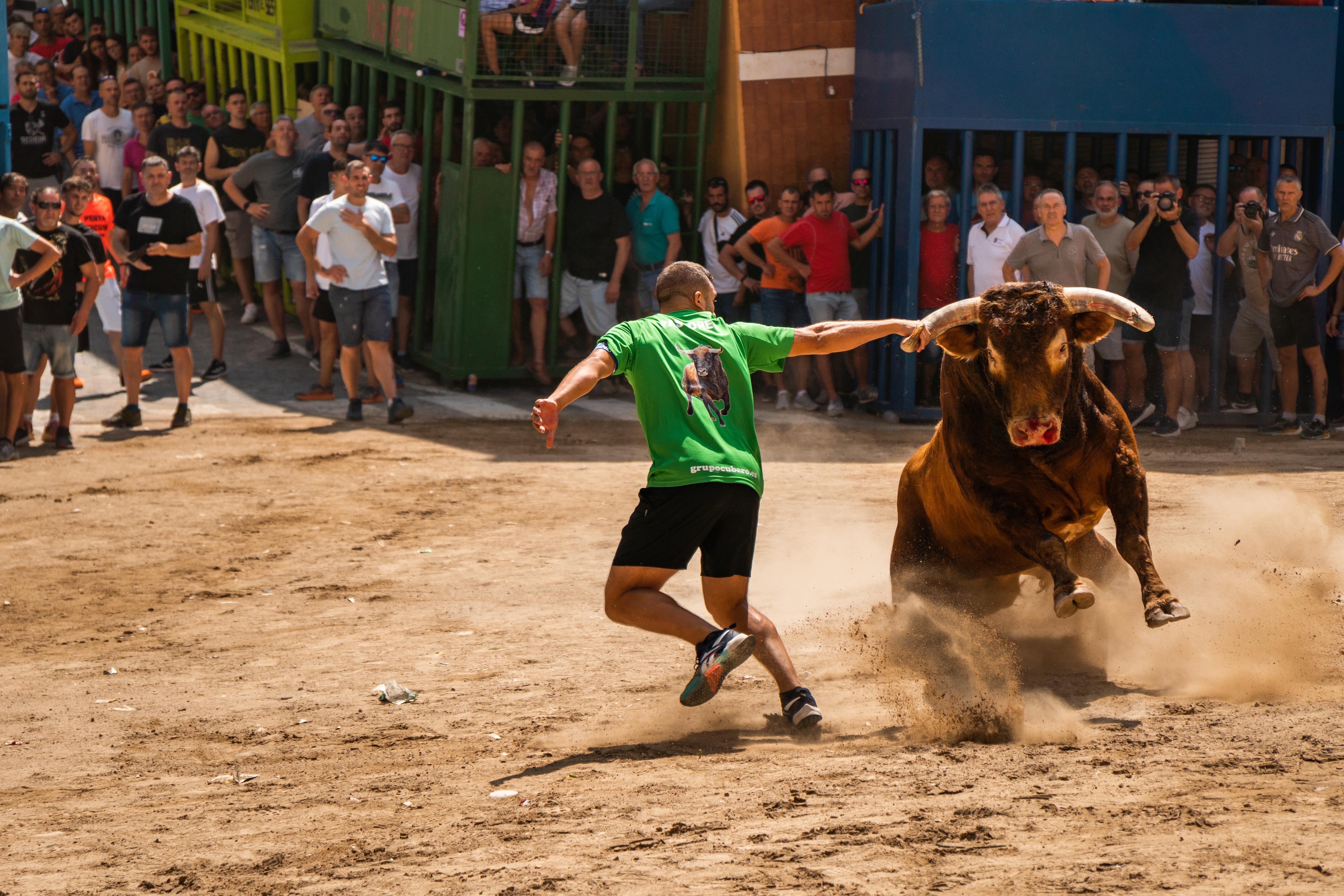 Bous en les Festes del Crist de l'Alcora