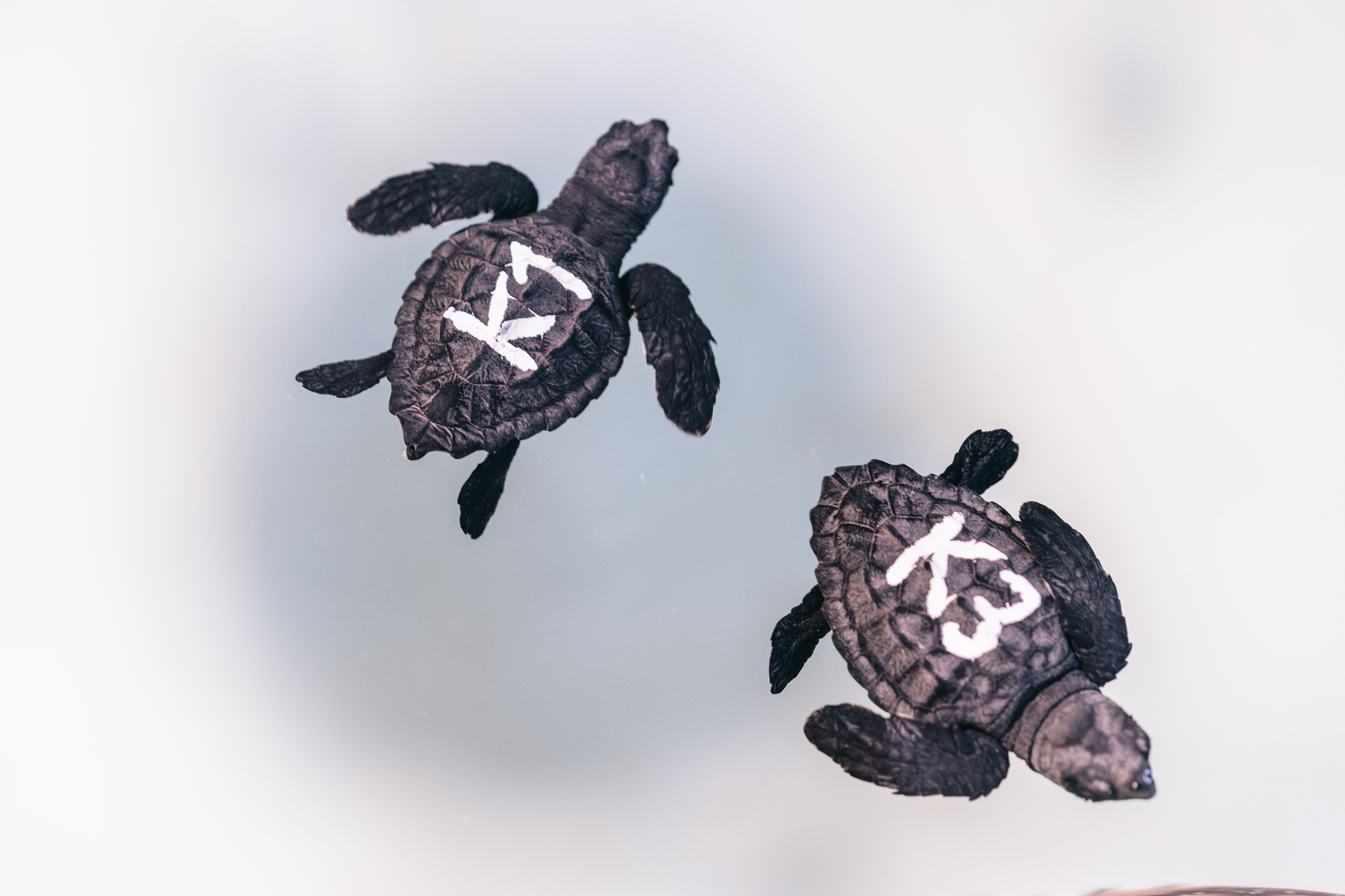 Nounats de tortugues a les platges de Nules