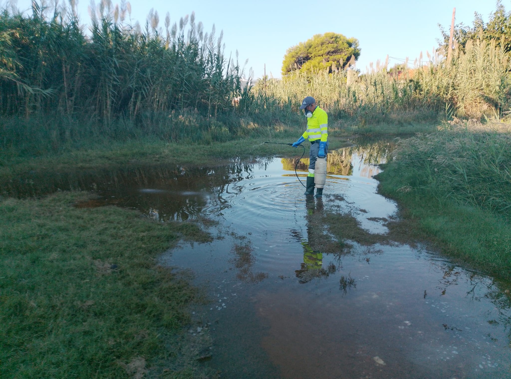 Tractaments contra mosquits en Castelló