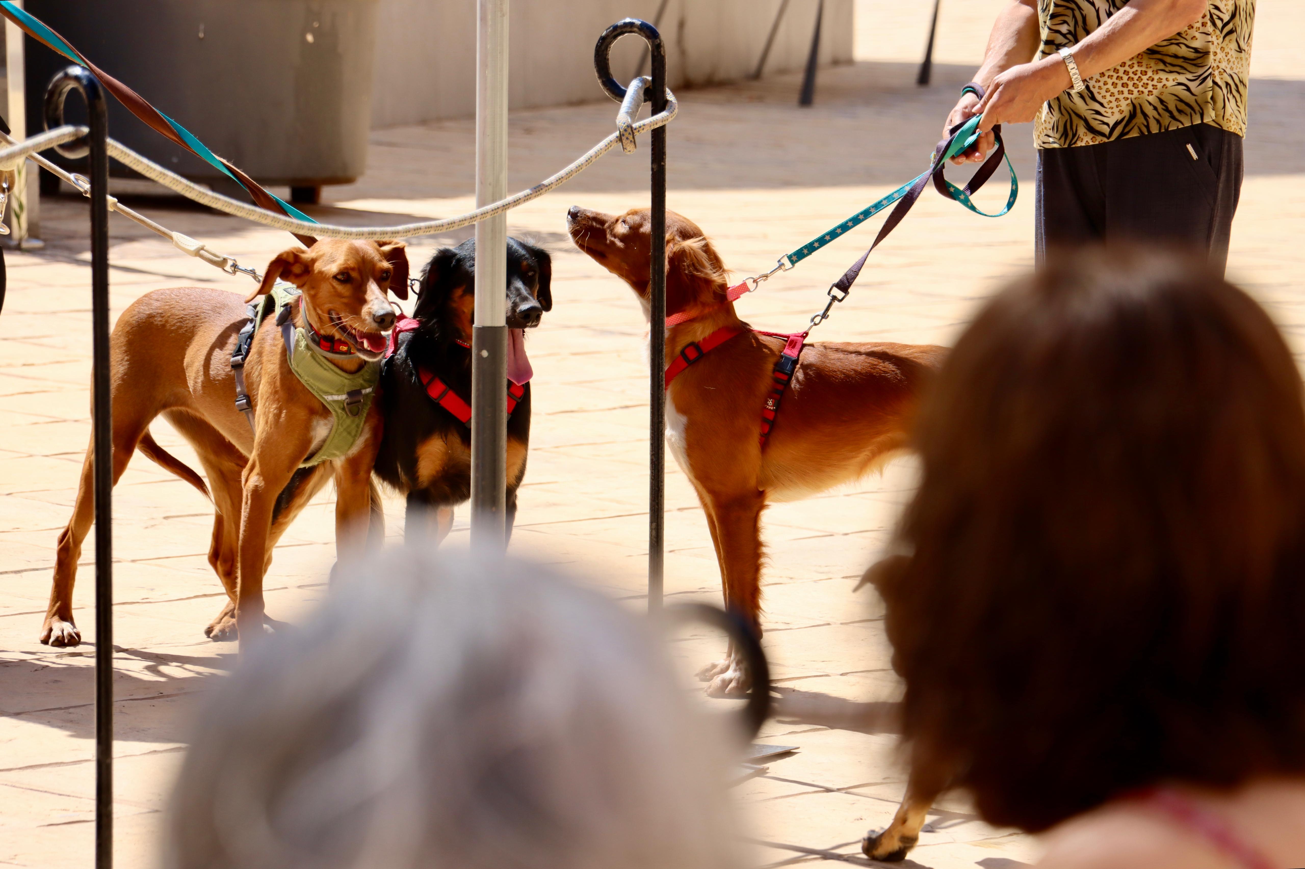 Fira d'adopció d'animals