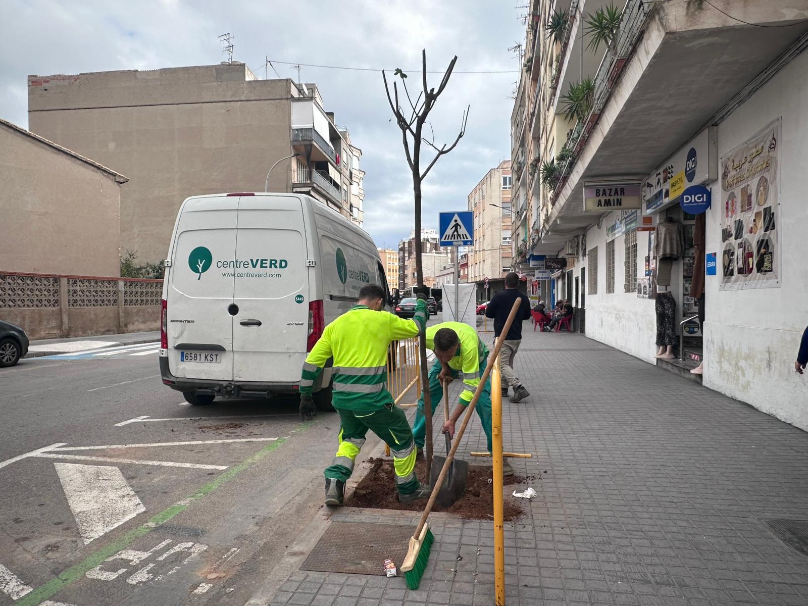 Plantació de nous arbres en les Rondes Panderola i Pere IV de Burriana
