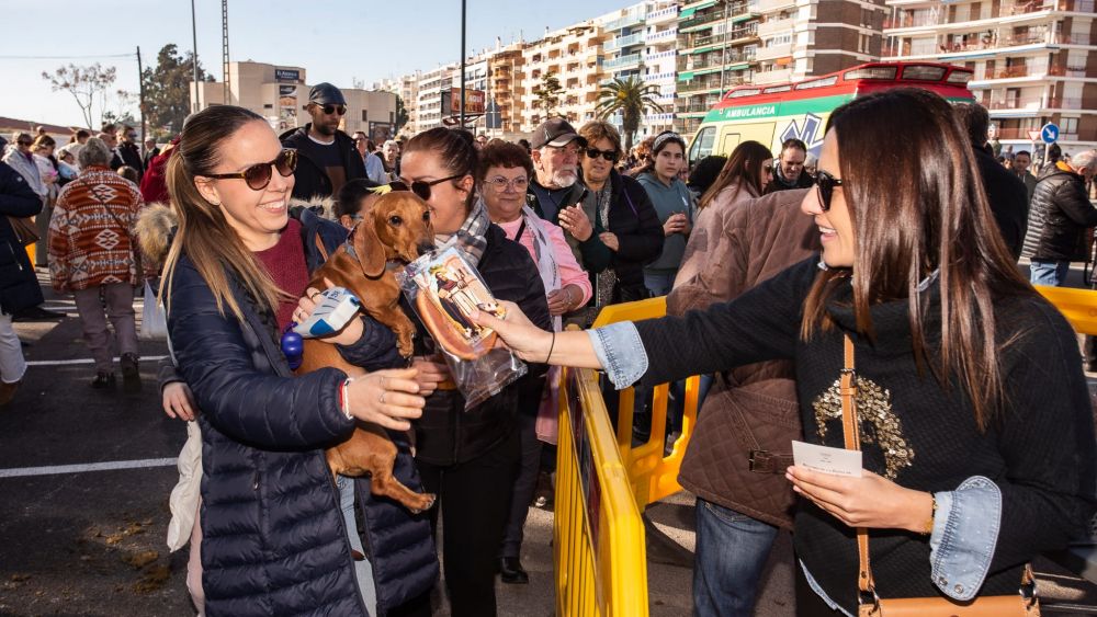 Bendició dels animals en Sant Antoni a Borriana