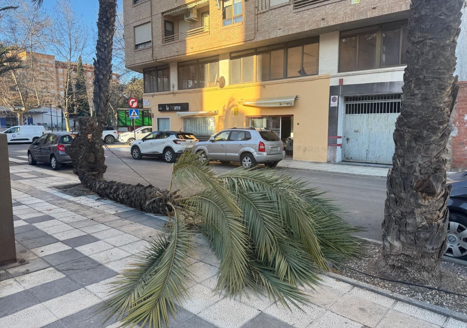 Una palmera cau en Castelló pel fort vent
