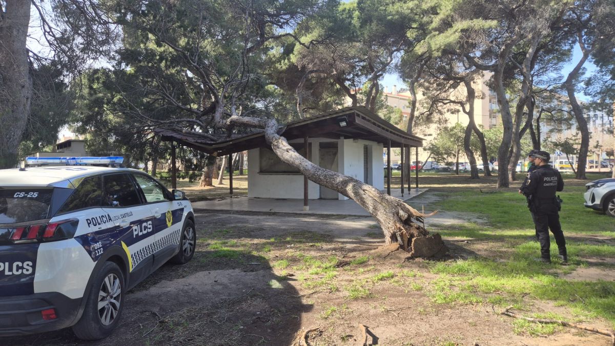 La Policia Local de Castelló retira un arbre caigut pel vent La Policia Local de Castelló retira un arbre caigut pel vent