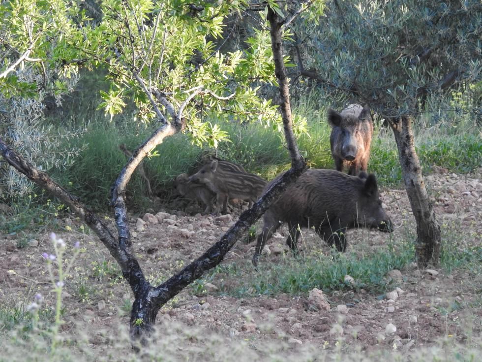 Caza de jabalíes