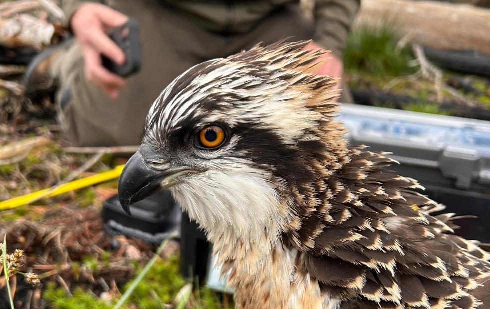 Águila de Pego