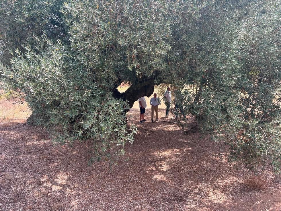Olivos
