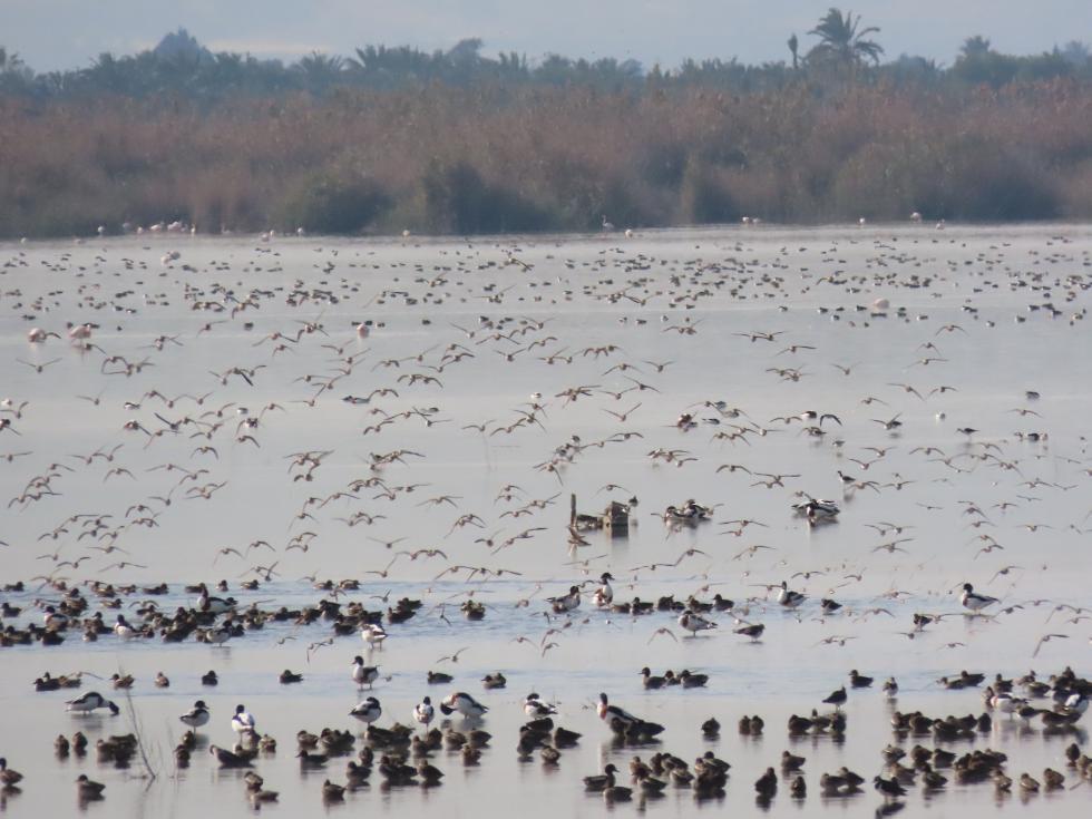 Aves acuáticas