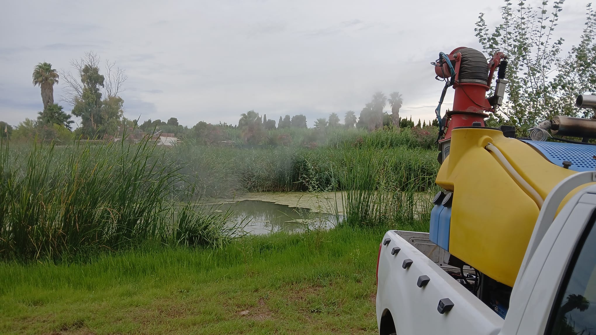 Tratament per a mosquits en Castelló Tratament per a mosquits en Castelló
