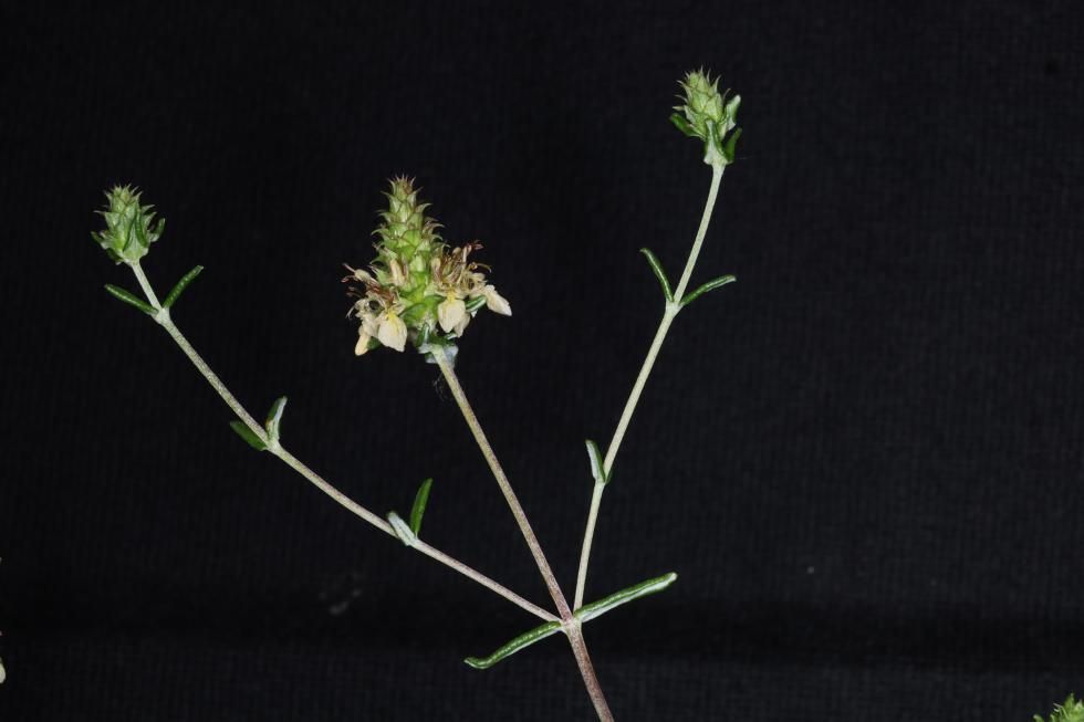 Teucrium cristinae