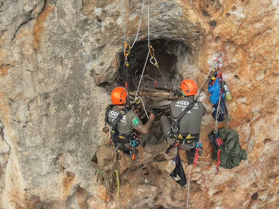 El Grupo de Intervención en Altura reconstruye dos nidos de águila-azor perdicera
