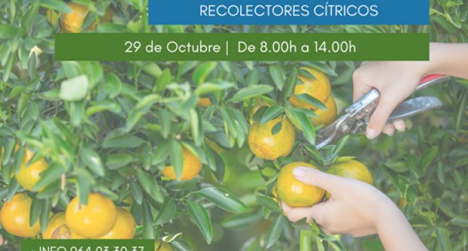 Borriana acollirà la primera jornada formativa de recol·lecció de cítrics de la província