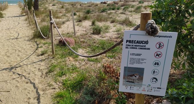 Castelló promou bones pràctiques a les platges per a protegir la microreserva del Serradal i el corriol camanegre