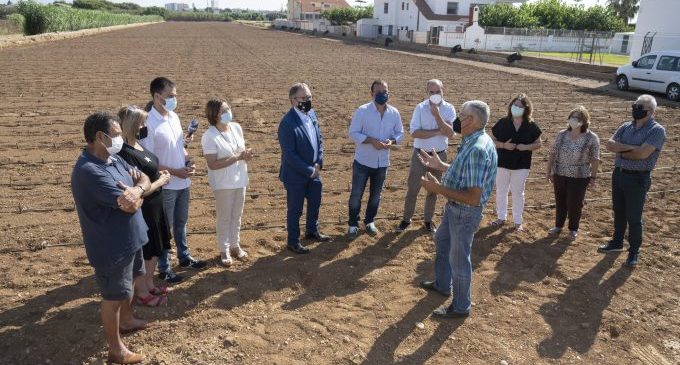 La Diputació amplia la subvenció a la Denominació d'Origen Protegida Carxofa de Benicarló fins als 57.000 euros per a substituir les plantacions malaltes