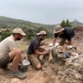 Extrauen ossos i petjades de dinosaures sauròpodes en l'excavació del jaciment del Mas de Romeu de Morella
