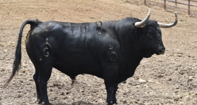 Els bous al carrer tornen a Almassora amb 14 bous en el Roser