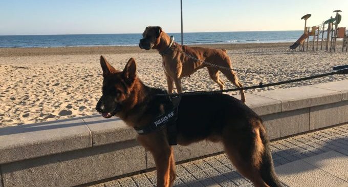 Benicàssim conclou la temporada d'accés de gossos a les platges