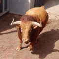 Almassora exhibe hoy los dos últimos toros del encierro de Algarra