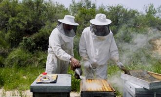 ‘Zoom’ analiza el futuro de la apicultura, un oficio milenario en vías de extinción