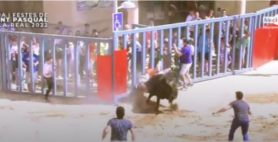 Última hora sobre l'estat de l'home ferit per un bou a Vila-real