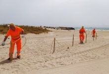 Castelló amplía la talanquera de protección del chorlitejo a una zona dunar de la playa del Gurugú