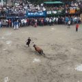 Borriana contará con 18 toros en sus Fiestas de la Misericòrdia 2022
