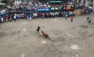 Borriana comptarà amb 18 bous en les seues Festes de la Misericòrdia 2022