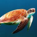Burriana se suma a la campaña de sensibilización 'Tortugas en el Mediterráneo'